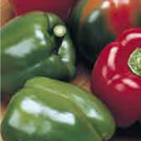 Budget Californian Wonder Sweet Pepper Seeds