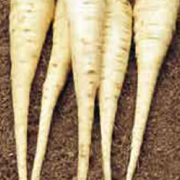 Budget White Gem Parsnip Seeds