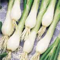 Budget White Lisbon Onion Seed