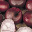 Budget Brunswick Onion Seeds