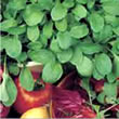 Budget Rocket Seeds