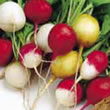 Budget Round Mixed Radish Seeds