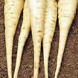 Budget White Gem Parsnip Seeds