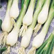 Budget White Lisbon Onion Seed