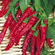Budget Cayenne Chilli Pepper Seeds