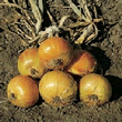 Country Value Ailsa Craig Onion Seeds