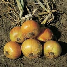 Country Value Ailsa Craig Onion Seeds
