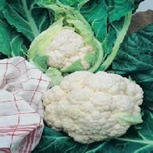 Country Value All The Year Round Cauliflower Seeds