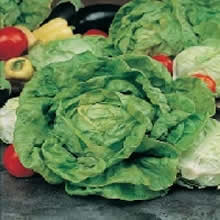 Country Value All The Year Round Lettuce Seeds