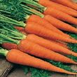 Country Value Autumn King Carrot Seeds