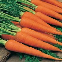 Country Value Autumn King Carrot Seeds