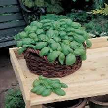 Country Value Sweet Genovese Basil Seeds