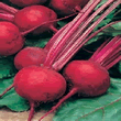 Country Value Boltardy Beetroot Seeds