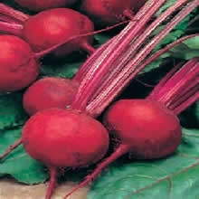 Country Value Boltardy Beetroot Seeds