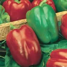 Country Value California Wonder Sweet Pepper