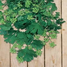 Country Value Coriander Seeds