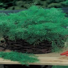 Country Value Dill Seeds