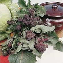 Country Value Early Purple Sprouting Broccoli Seeds