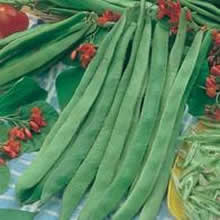Country Value Enorma Runner Bean Seeds