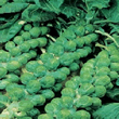 Country Value Evesham Special Brussels Sprout Seeds
