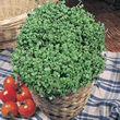 Country Value Fine Curled Cress Seeds