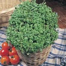 Country Value Fine Curled Cress Seeds