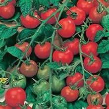 Country Value Gardener's Delight Tomato Seeds