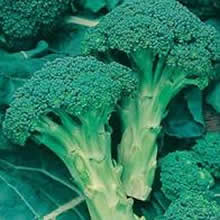 Country Value Green Sprouting Calabrese Seeds
