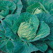 Country Value Greyhound Cabbage Vegetable Seeds