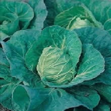 Country Value Greyhound Cabbage Vegetable Seeds