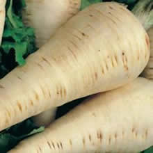 Country Value Hollow Crown Parsnip