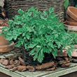 Country Value Italian Plain Leaved Parsley Seeds