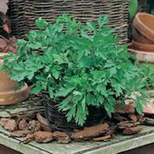 Country Value Italian Plain Leaved Parsley Seeds