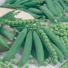 Country Value Kelvedon Wonder Pea Seeds