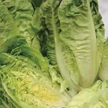 Country Value Little Gem Lettuce Seeds
