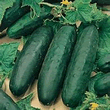 Country Value Marketmore Cucumber Seeds