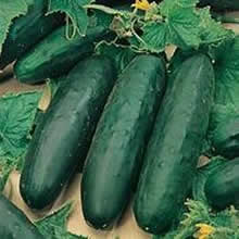 Country Value Marketmore Cucumber Seeds