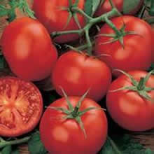 Country Value Moneymaker Tomato Seeds