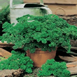 Country Value Moss Curled 2 Parsley Seeds