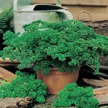 Country Value Moss Curled 2 Parsley Seeds