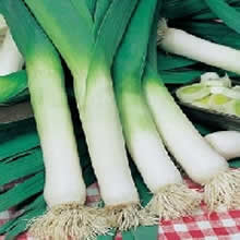Country Value Musselburgh Leek Seeds