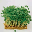 Country Value Mustard Seeds
