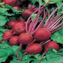 Country Value Perfect 3 Beetroot Seeds