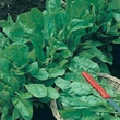 Country Value Perpetual Spinach Beet Seeds