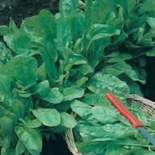 Country Value Perpetual Spinach Beet Seeds