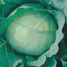 Country Value Primo II Cabbage Vegetable Seeds
