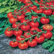 Country Value Red Cherry Tomato Seeds