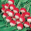 Country Value Sparkler Radish Seeds