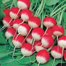 Country Value Seeds
