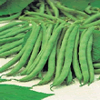 Country Value Tendergreen Dwarf Bean Seeds
